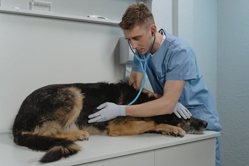 Vet listening to a dog using a stephoscope 