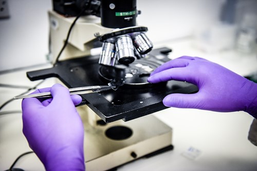 Lab technician hands wearing purple gloves using a microscope